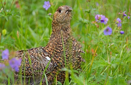 Photo: D. Budkov "Capercaillie".