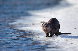 Photo: G. Yusin ''River otter''