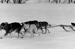 Dog sled