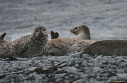 Anthur and larga, Utashud island. Photo: V. Vertyankin
