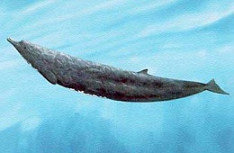 Северный плавун (Berardius bairdii) — отряд Китообразные, семейство Клюворыловые