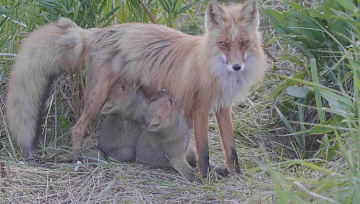 Penelope awaits while Veter is rambling: foxes filming continued. Фото 3