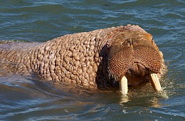 Тихоокеанский морж (Odobenus rosmarus divergens) — отряд Хищные, семейство Моржовые.