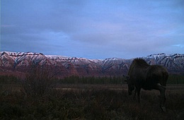 Утренняя прогулка. Лазовский участок Кроноцкого заповедника