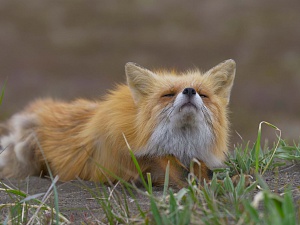 Penelope awaits while Veter is rambling: foxes filming continued. Фото 4