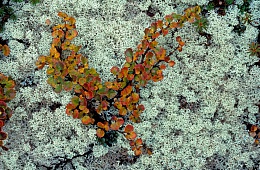 Photo: I. Shpilenok ''Dwarf birch''