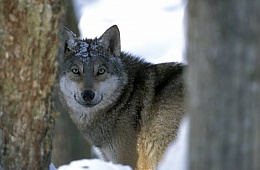 Полярный волк (Canis lupus albus) — отряд Хищные, семейство Псовые.