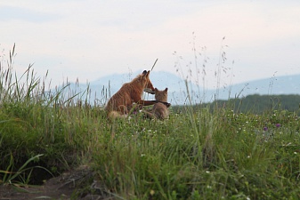 The shooting of the film “Kamchatka. A story in foxes." begins in the Kronotsky Reserve. Фото 2