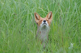Photo: F. Kazansky ''Fox''