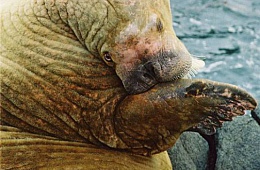 Walrus Photo: E. Filippova
