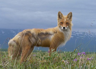 Penelope awaits while Veter is rambling: foxes filming continued. Фото 8