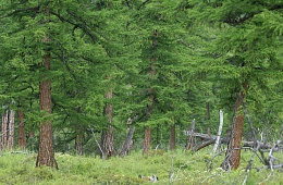 Photo: I. Shpilenok ''Luxury larch''