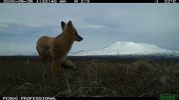 Project team “Kamchatka. The Foxes Tale” makes the film's main characters suspicious. Фото 11