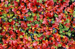 Photo: I. Shpilenok ''Autumn tundra''