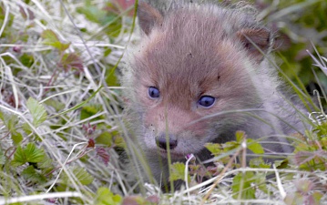 Penelope awaits while Veter is rambling: foxes filming continued. Фото 2