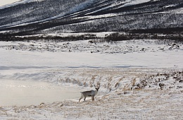 Photo: I. Shpilenok ''Wild reindeer''