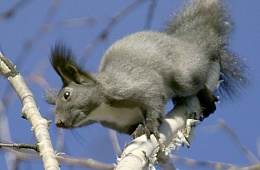 Якутская обыкновенная белка (Sciurus vulgaris jacutensis) — отряд Грызуны, семейство Беличьи. 