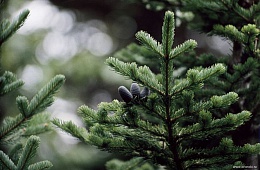 Photo: V. Aksyonov