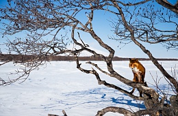 Photo: G. Yusin ''Fox''