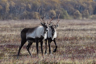 The number of wild reindeer is growing in the Kronotsky reserve. Фото 1