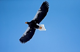 Photo: G. Yusin "Photo: G. Yusin "Stellers eagle»''