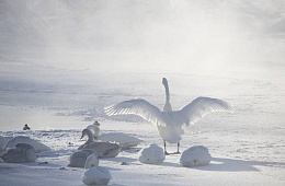 Photo: D. Budkov ''Swan''