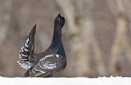 Photo: S. Gorshkov " Turning stone capercaillie''