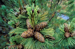 Photo by I. Shpilenok "Pine cones".