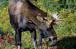 Лось Бутурлина (Alces americana buturlini) — отряд Парнокопытные, семейство Оленьи. 