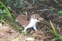 Сибирская ласка (Mustela nivalis pygmaea) — отряд Хищные, семейство Куньи. 