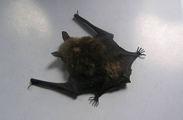 Северная ночница Брандта (Myotis brandtii brandtii) — отряд Рукокрылые, семейство Гладконосые летучие мыши