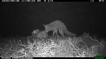 Project team “Kamchatka. The Foxes Tale” makes the film's main characters suspicious. Фото 5