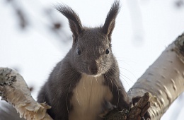 Photo: D. Budkov 'Squirrel''