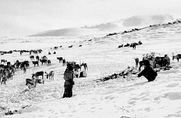 For reindeer herders