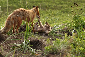 The shooting of the film “Kamchatka. A story in foxes." begins in the Kronotsky Reserve. Фото 1
