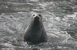 Larga. Spotted seal, Utashud island. Photo: V. Vertyankin