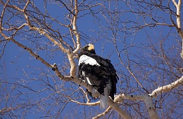 Photo: D. Budkov ''Stellers eagle''
