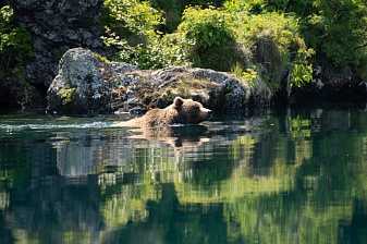 Bears: how not to bother them? Research continues in South Kamchatka Federal Reserve. . Фото 1