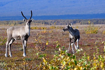 The number of wild reindeer is growing in the Kronotsky reserve. Фото 2