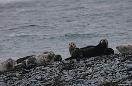 Sea otter, larga and anthur on the shore of Utashud island Photo: V. Vertyankin