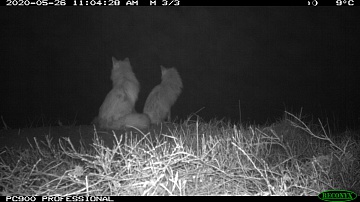 Project team “Kamchatka. The Foxes Tale” makes the film's main characters suspicious. Фото 7
