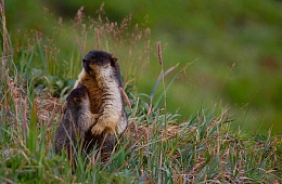Photo: D. Budkov ''marmots''