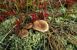 Photo: I. Shpilenok ''Mushrooms in the Uzon volcano caldera''