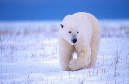 Сибирский белый медведь (Ursus maritimus marinus) — отряд Хищные, семейство Медвежьи