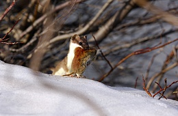 Photo: I. Shpilenok ''Ermine''