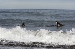Photo: I. Shpilenok ''Grey whale''