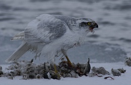 Photo: M. Zhukov "hawk-grouse with prey".