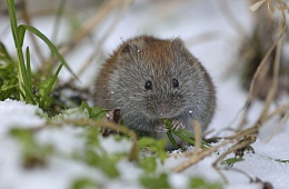 Photo: N. Zinoviev "Red-gray vole".