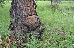 Photo: V. Mosolov