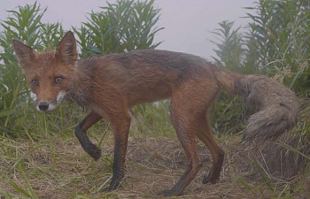 Penelope awaits while Veter is rambling: foxes filming continued. Фото 1
